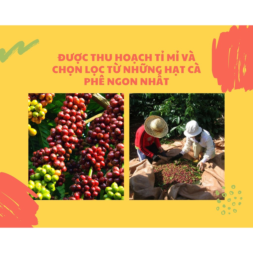 Cà Phê Rang Nguyên Chất 100% CuLi Robusta Minh Nhật 500G | BigBuy360 - bigbuy360.vn