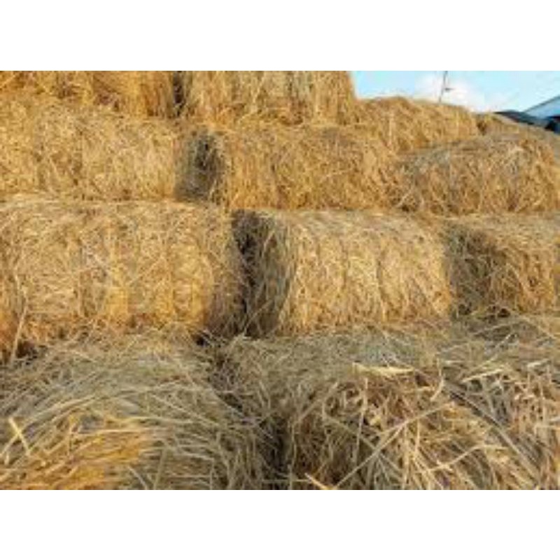 Combo 5kg Rơm khô/rơm trang trí/rơm cho pet