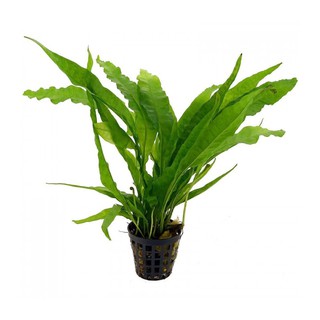 Dương Xỉ Java - Cây Thuỷ Sinh Ưa Chuộng Không Cần Co2