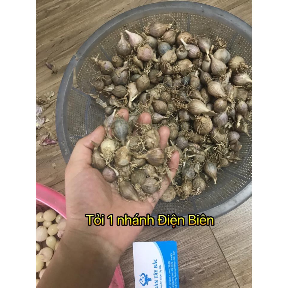 TỎI 1 NHÁNH SƠN LA