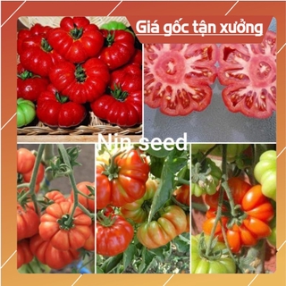 [ Hạt Giống Xịn ]  Hạt giống các loại cà chua độc lạ năng xuất nhập khẩu