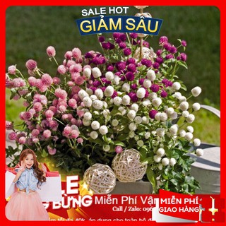 Hạt Giống Hoa Cúc Bách Nhật Mix - 50 Hạt / Gói