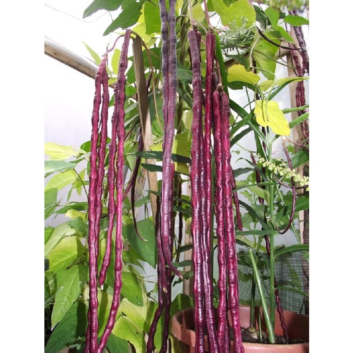 ( HOT ) Hạt Giống Đậu Đũa Tím- gói 5gr