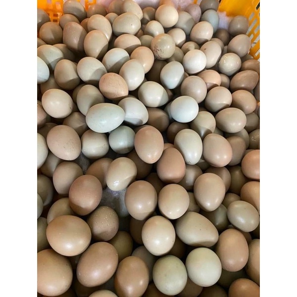 Trứng chim trĩ tươi 0939750705