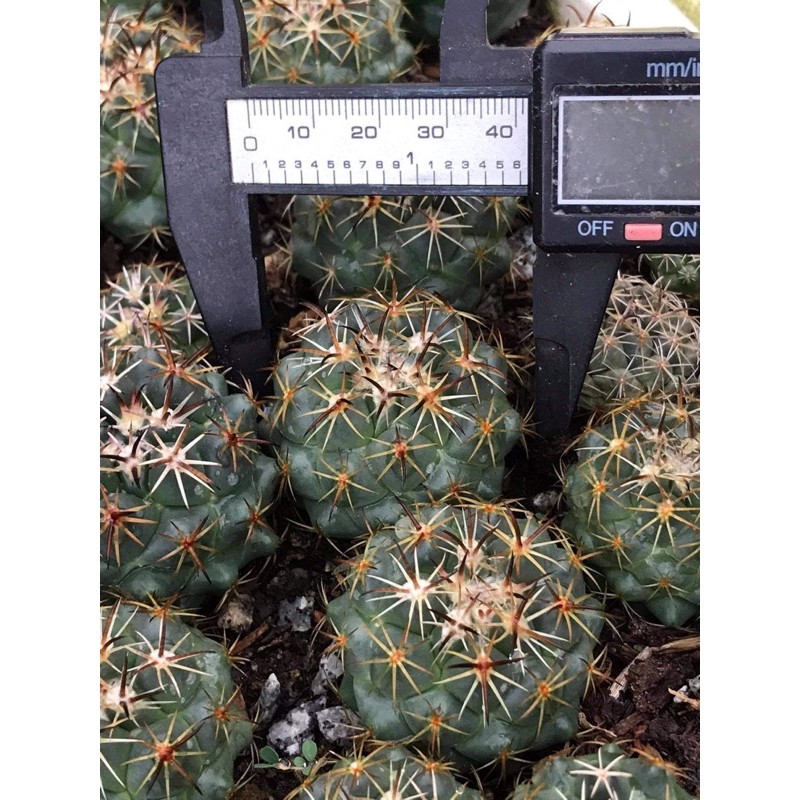 XƯƠNG RỒNG CORYPHANTHA HOA VÀNG SIZE 3-4CM