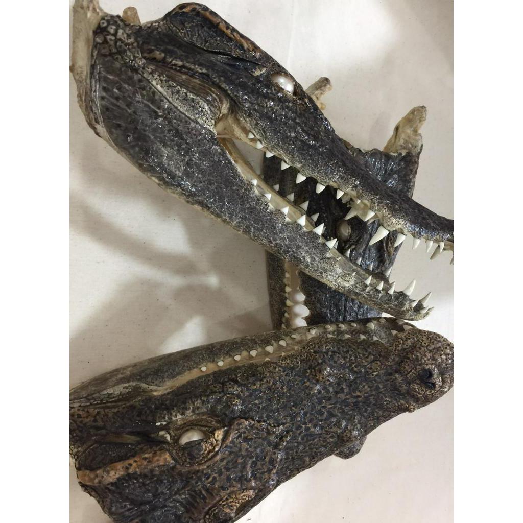 Đầu cá sấu trưng bày phòng khách , bàn làm việc