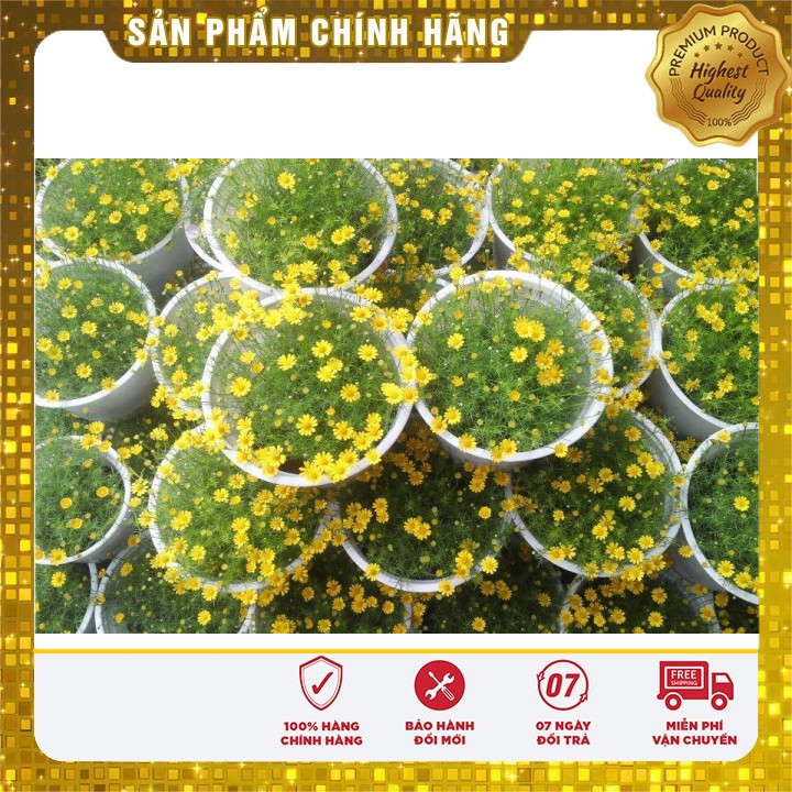 Hạt giống Hoa cúc sao băng đẹp trồng chậu treo, thảm hoa ( gói 50 hạt)