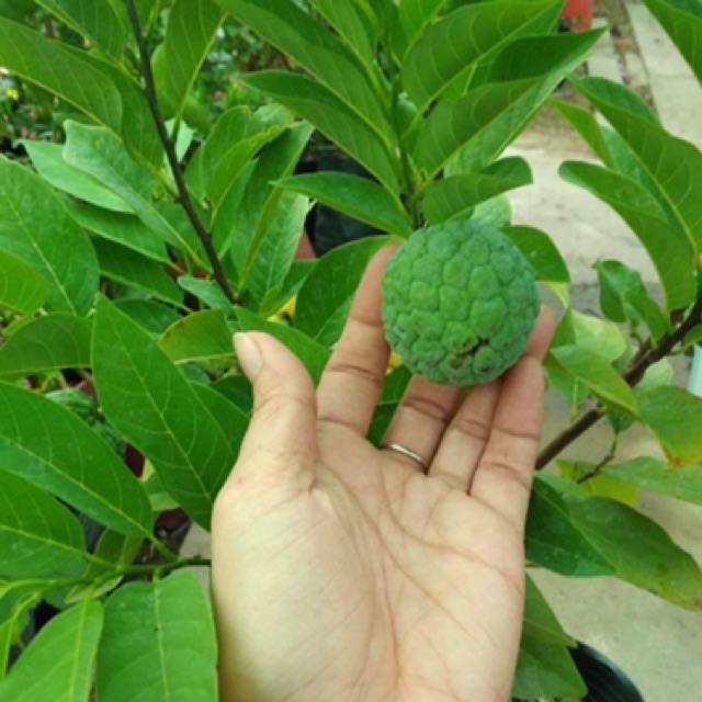 Cây na thái đang có bông