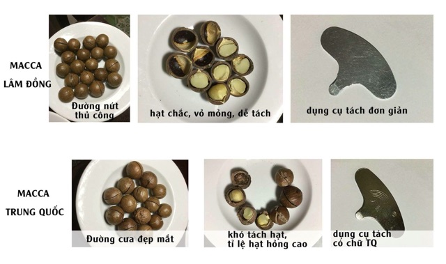 Hạt Macca Lâm Đồng