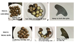 Hạt macca Lâm Đồng