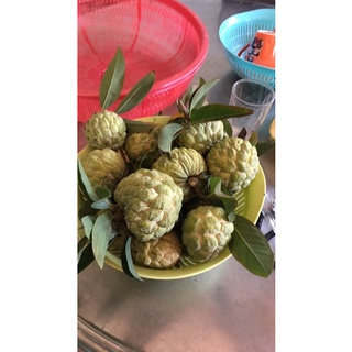 Cây giống mãng cầu Na giống Tây Ninh