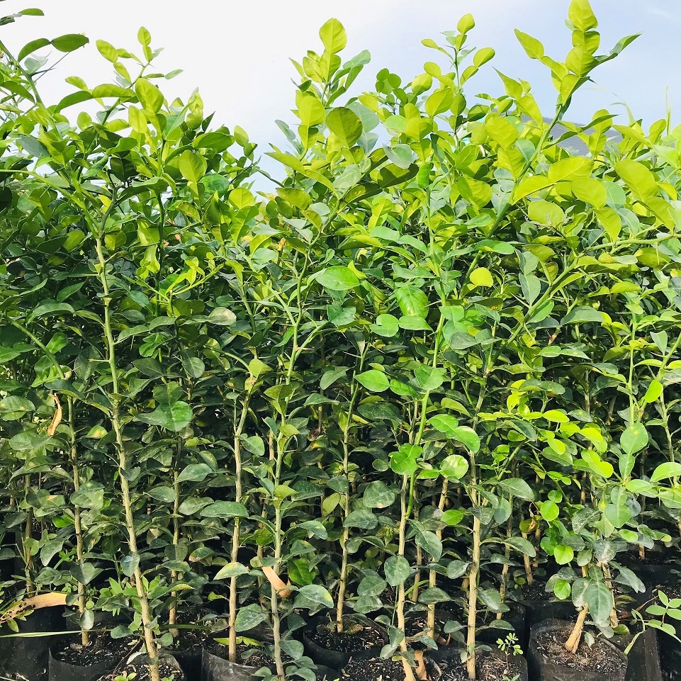 Cây Chúc Giống An Giang, Cây Chanh Thái 1 Năm Tuổi Cao 50-60cmMam Xinh Garden