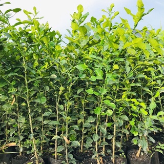 Cây chúc giống an giang, cây chanh thái 1 năm tuổi cao 50-60cmmam xinh garden