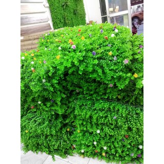 Tấm Thảm Cỏ Tai Chuột Nhân tạo PVC Có Hoa Nhí Loại 1