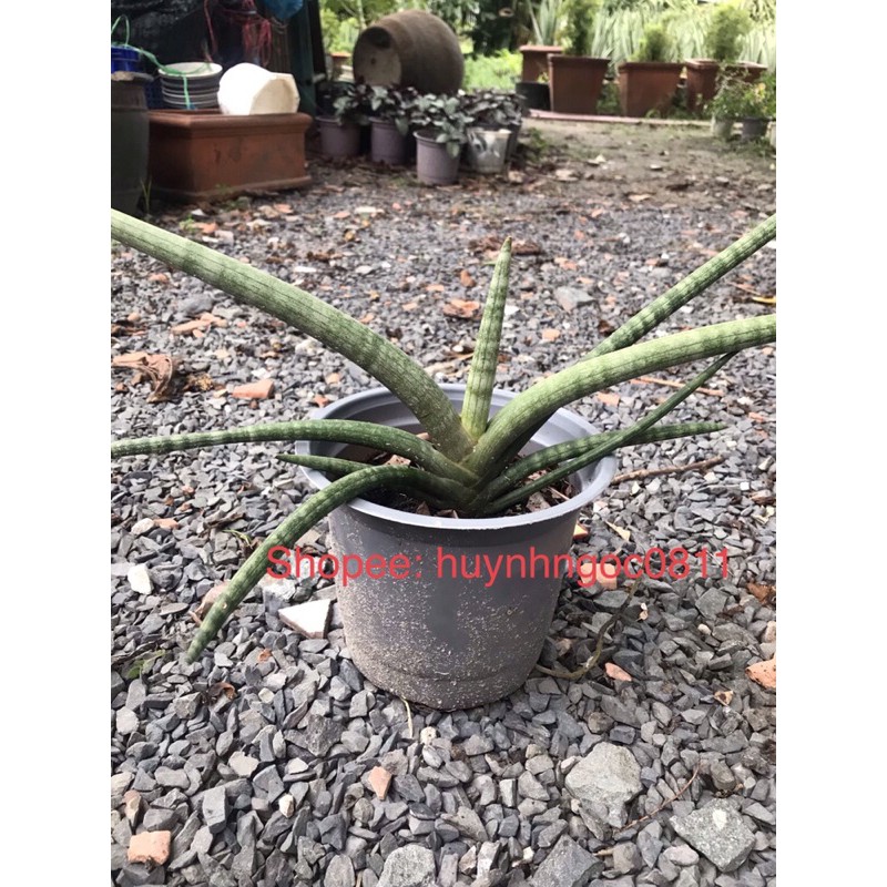 Chậu cây ngà voi