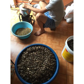 Hạt gấc khô