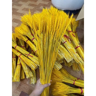 Lúa Mạch trang trí, Bông Lúa khô (bó 50 bông)