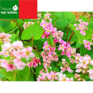 🌟Hạt Giống Hoa Tam Giác Mạch🌟 Giống Nhiều Màu Cực Kỳ Đẹp Gói 100 Hạt