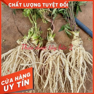 Sâm dương quy tươi sìn hồ 1kg - lai châu,sâm tự nhiên
