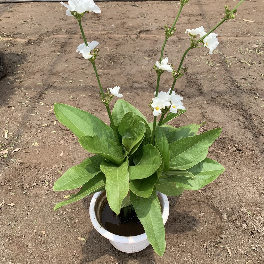Cây bách thuỷ tiên trồng thuỷ sinh cao 40cm, cây thuỷ sinh sống ngập trong nước, thích hợp trồng tiểu cảnh non bộ, hồ cá