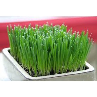 Gói 20 gram hạt giống mầm lúa mạch