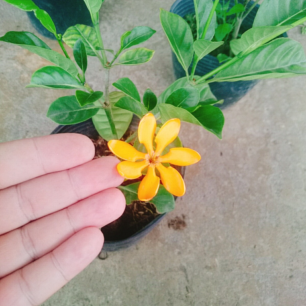 Cây Lài Hoàng Đế