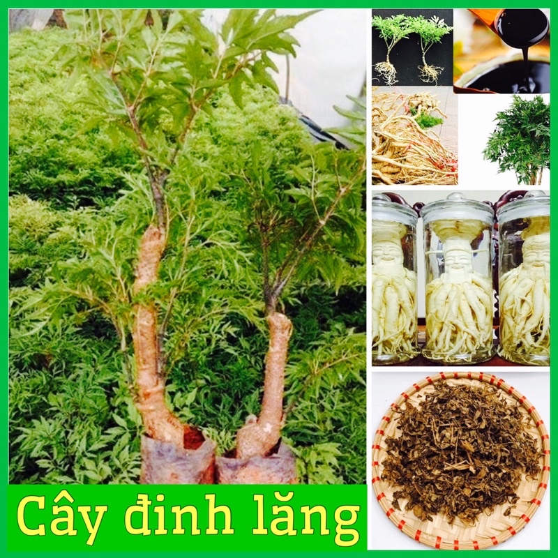 Combo 2 cây đinh lăng - nhân sâm của người nghèo cao 15-20 cm