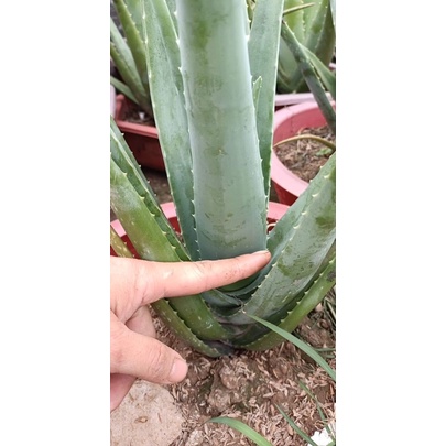 1 kg Bẹ/ lá nha đam Mỹ siêu to