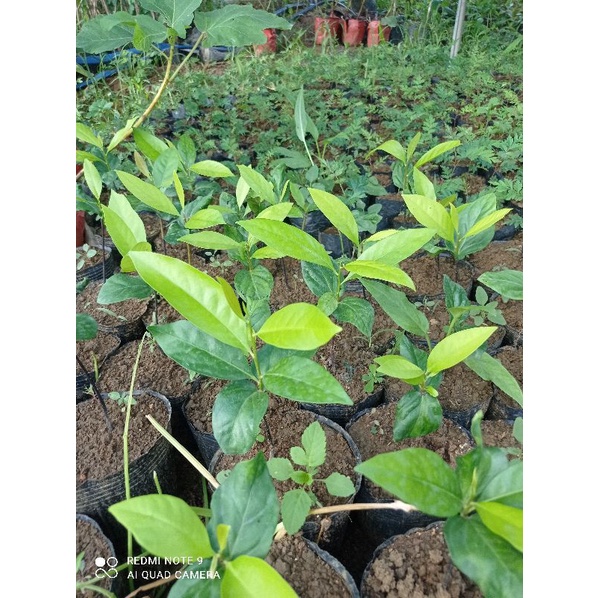 Hồng socola cây giống