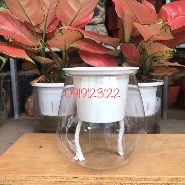 Set 10 bộ chậu thuỷ sinh 10*13cm