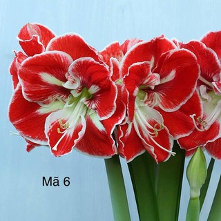 Củ giống hoa lan huệ ngoại Hà Lan samba