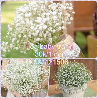 Hạt giống hoa baby kép trắng. Combo 2 gói tặng 2 viên nén ươm hạt và kích mầm.