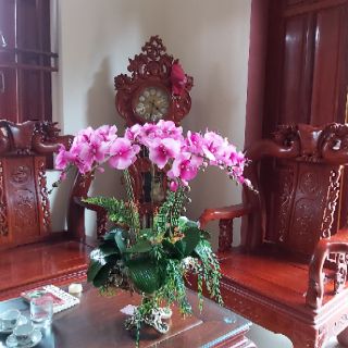 Lá lan hồ điệp
