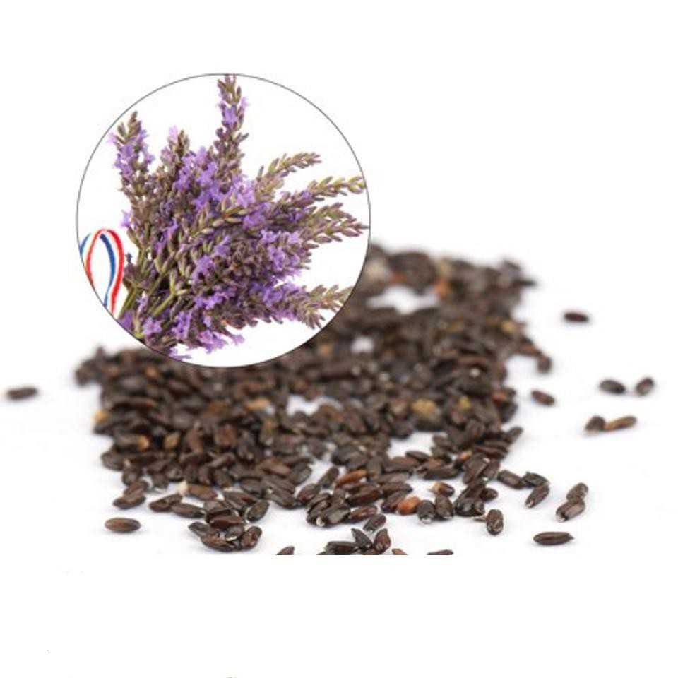 Hạt Giống Hoa Oải Hương 4 mùa/Lavender (30 hạt) ĐẾN MÙA TRỒNG TẾT  KHUYẾN MẠI SHOP MỚI HẠ GIÁ SỈ