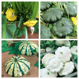 Hạt giống bí đĩa bay mini nhiều màu giống hữu cơ Mỹ dễ trồng chịu nhiệt tốt