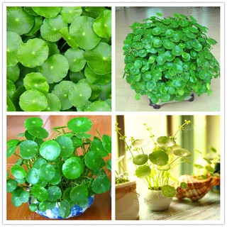 Hạt giống cỏ đồng tiền