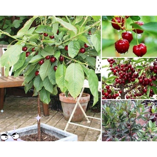 Cây giống cây cherry anh đào mỹ