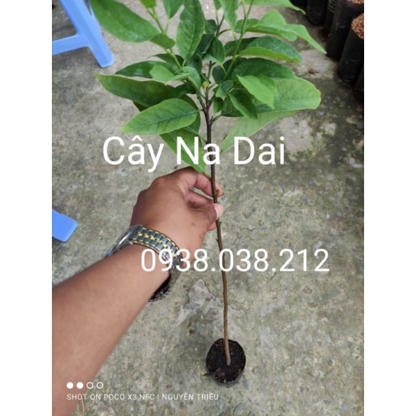 CÂY GIỐNG NA DAI