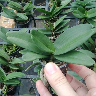 Hoa lan ngọc điểm lá mít đủ màu