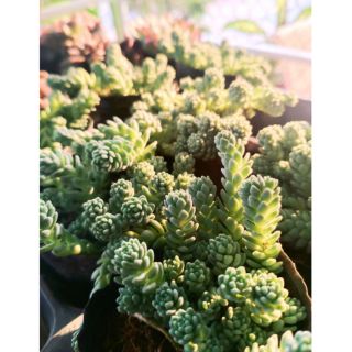 Sedum hoa hồng