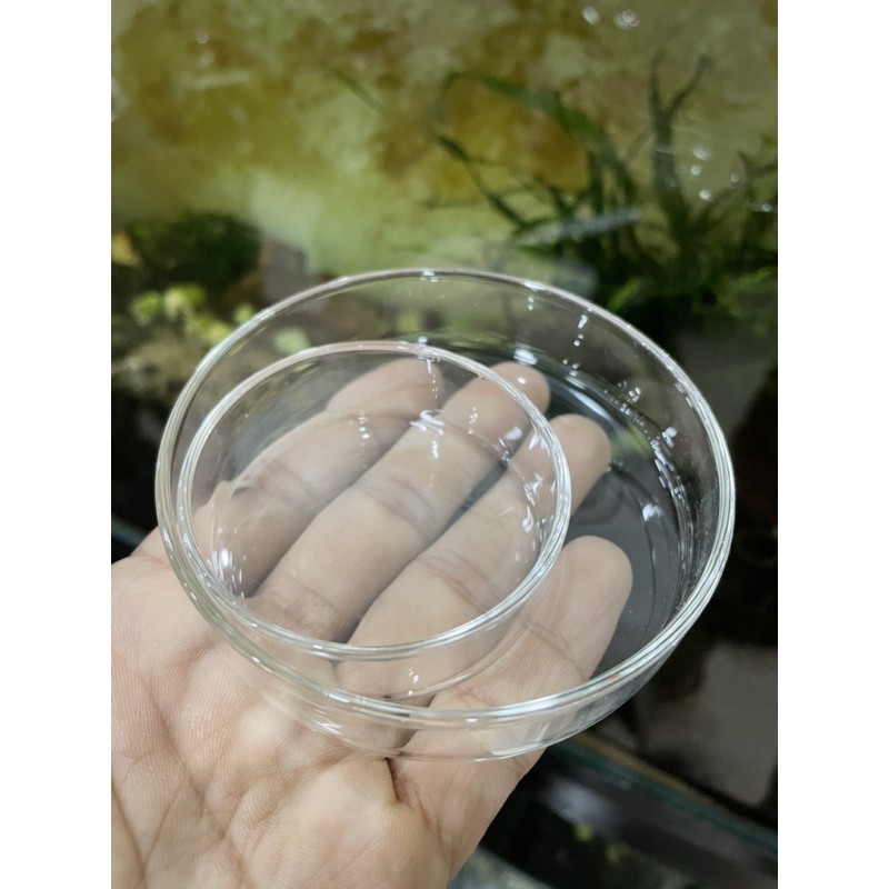 CHÉN THUỶ TINH NUÔI TÉP