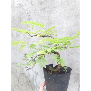 Cây me bonsai