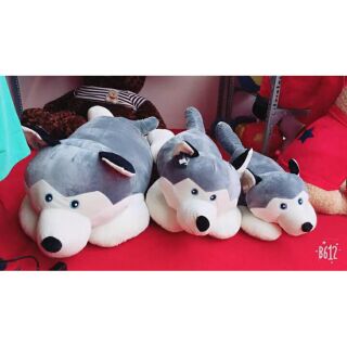 Gấu Chó Husky  (có 2 màu )