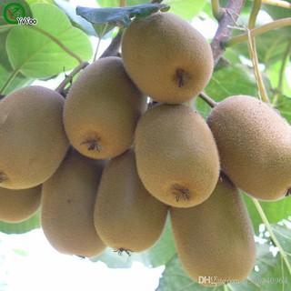 Hạt giống kiwi
