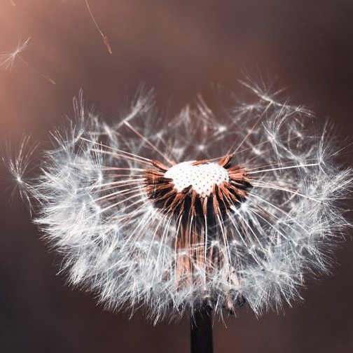 thaoly291 - Mon Shop