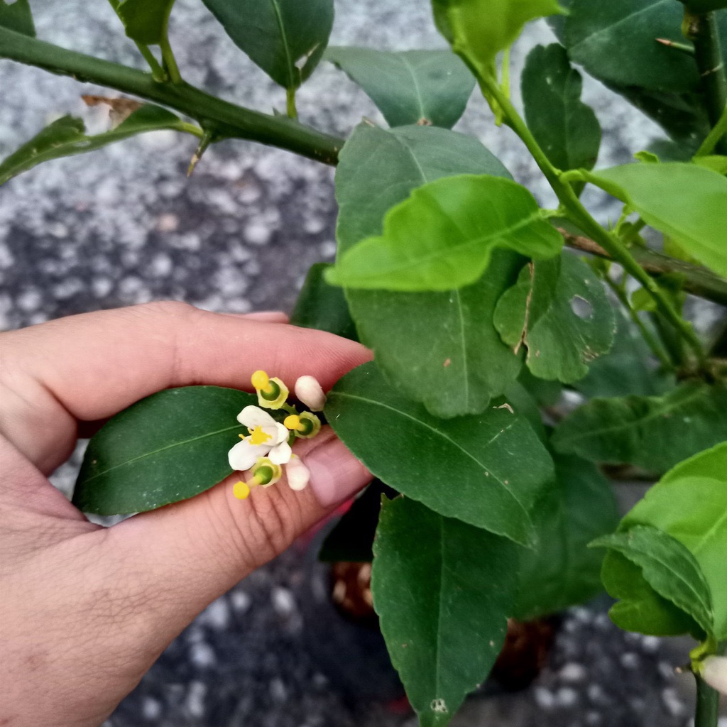 Cây giống chanh không hạt tứ quý bông tím trái chùm