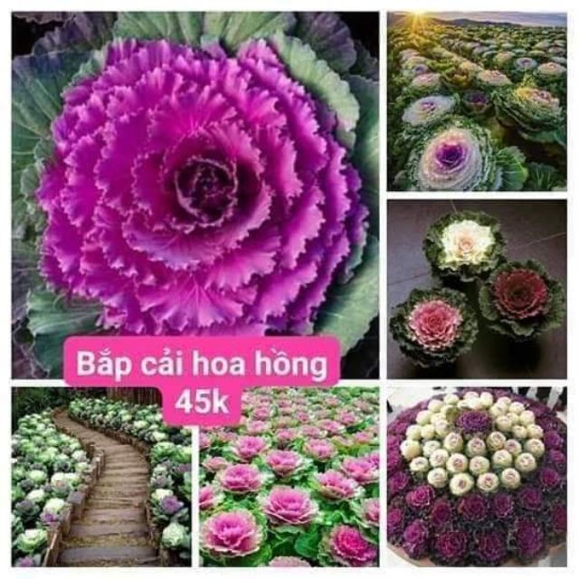 HẠT GIỐNG BẮP CẢI HOA HỒNG