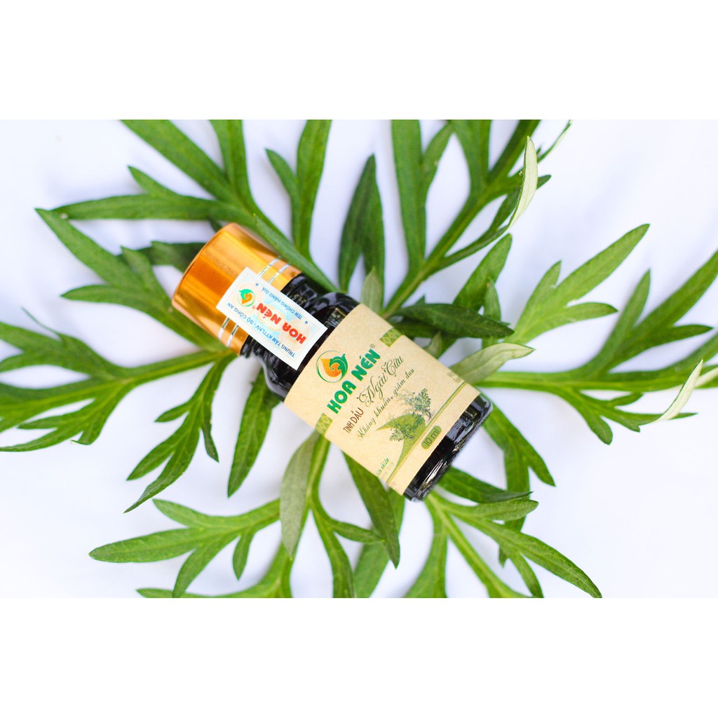 Tinh dầu Ngải Cứu nguyên chất - Hoa Nén - 10ml