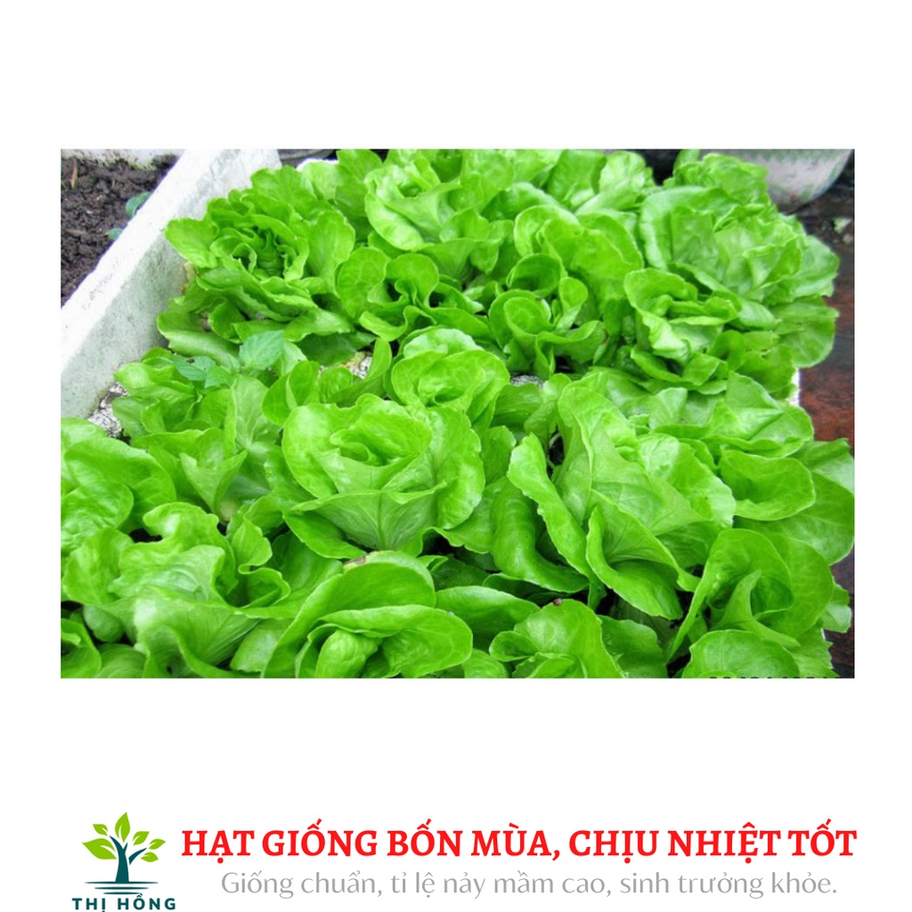 Hạt giống xà lách đăm số 1 2g