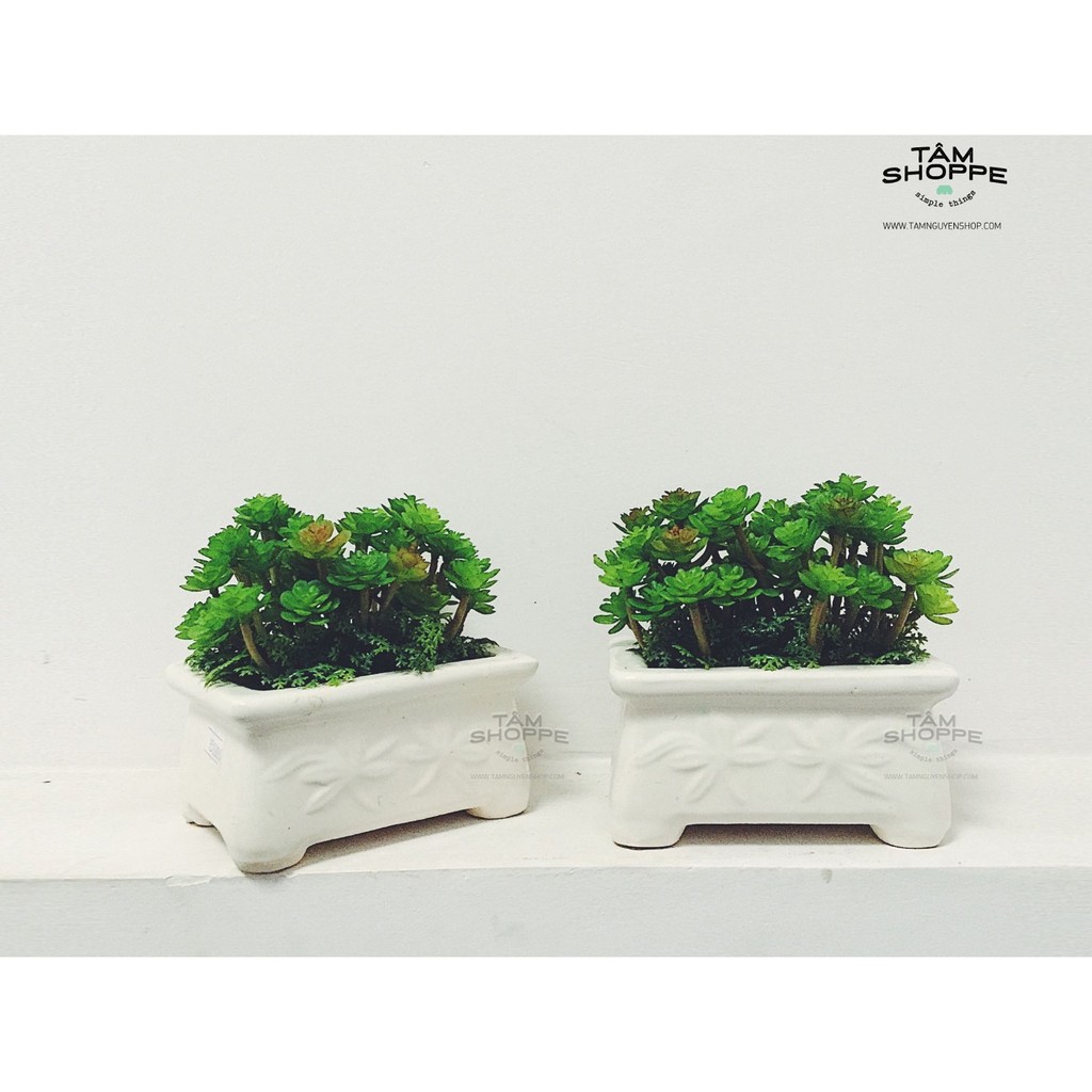 Chậu sen đá để bàn No.24